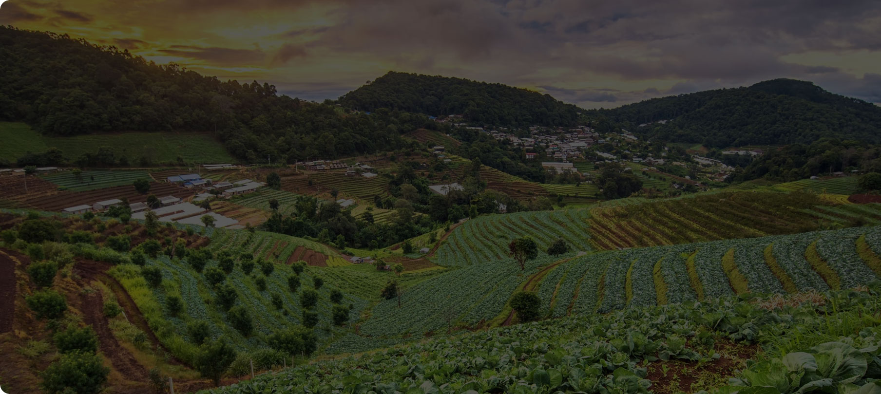 Shoniz International